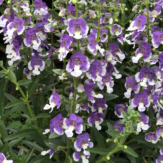 Tall stems with purple and white tubular flowers, surrounded by slender green leaves. Angelface® Wedgwood Blue Summer Snapdragon (Angelonia) offers a vibrant, dense display for any garden - Photo Property of Garden Crossings LLC.