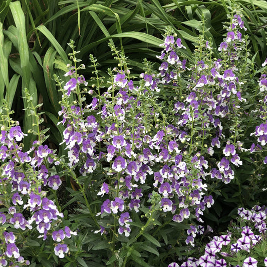 Clusters of tall green stems with abundant small purple and white blooms, Angelface® Wedgwood Blue Summer Snapdragon (Angelonia), thrive in a lush garden bordered by leafy foliage and vibrant flowers at the bottom right corner - Photo Property of Garden Crossings LLC.