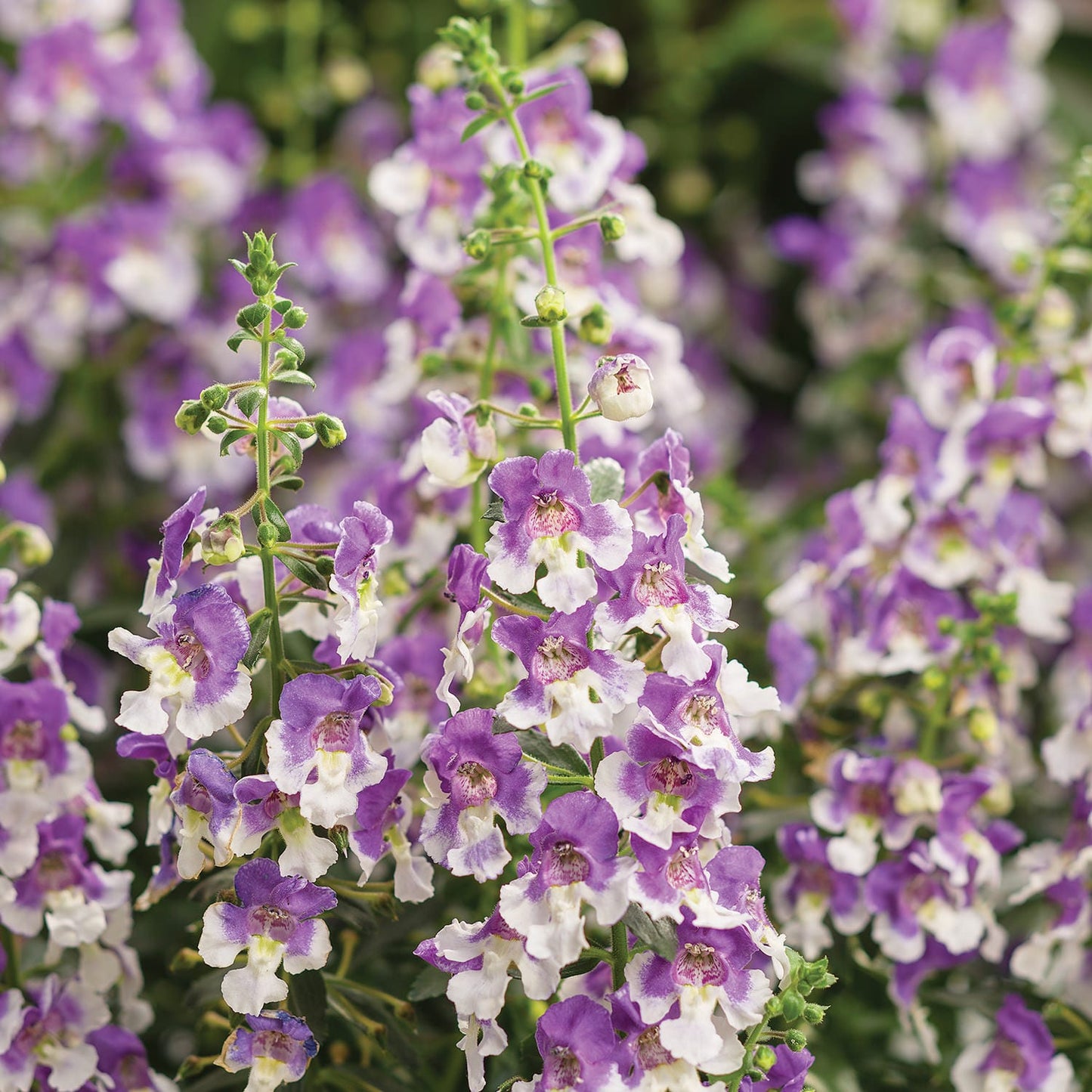 Angelface® Wedgwood Blue Summer Snapdragon (Angelonia) displays clusters of purple and white flowers with gentle gradients and vivid yellow-purple centers, blooming densely for a lush garden effect - Photo Courtesy of Proven Winners, Inc.