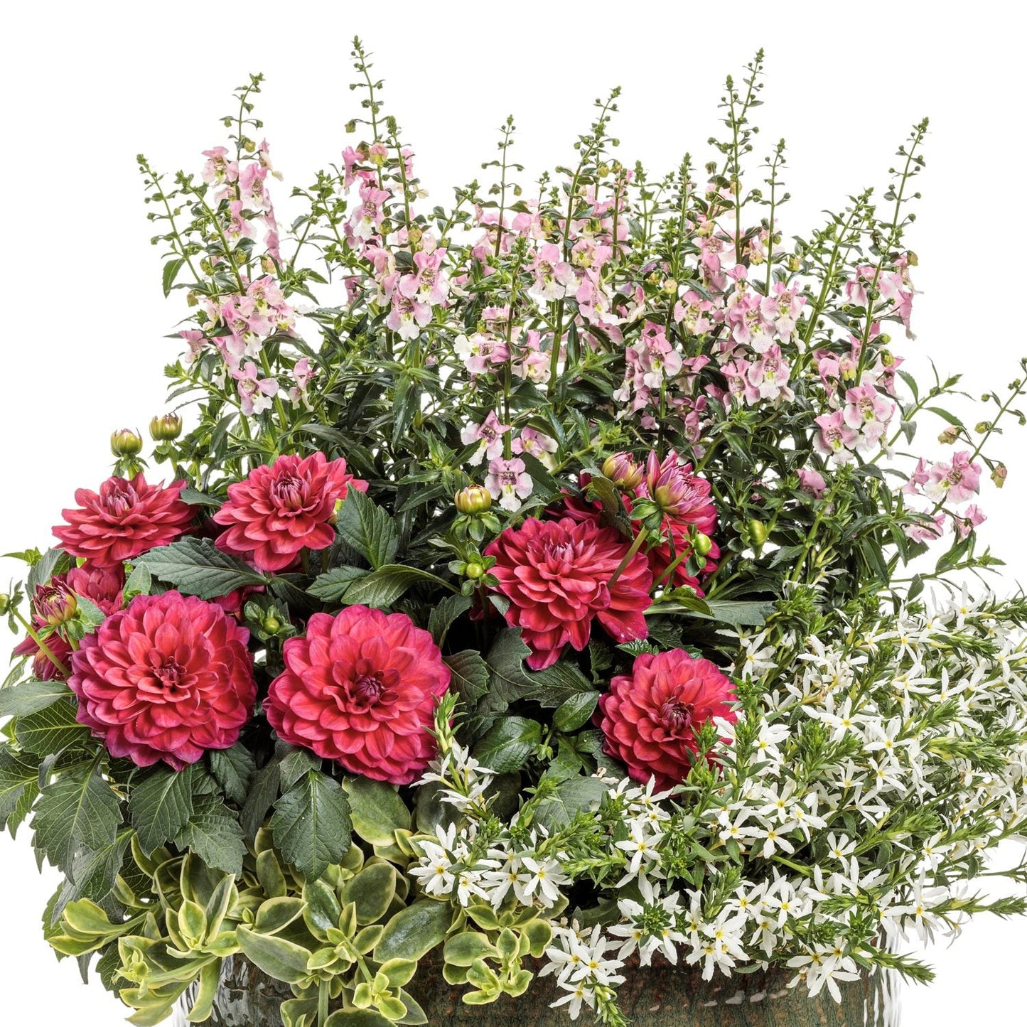 A vibrant floral display with large red dahlias, Angelface® Wedgwood Pink Summer Snapdragon (Angelonia), and clusters of small white flowers set against lush green foliage on a white background - Photo Courtesy of Proven Winners, Inc. Decorative pot not included.