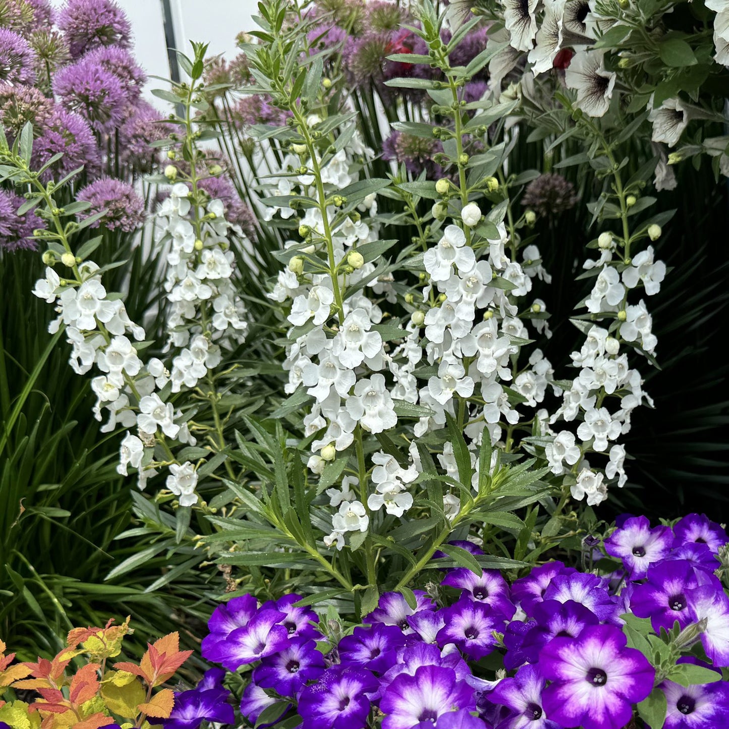 Angelface® White Summer Snapdragon (Angelonia) - Photo Property of Garden Crossings LLC