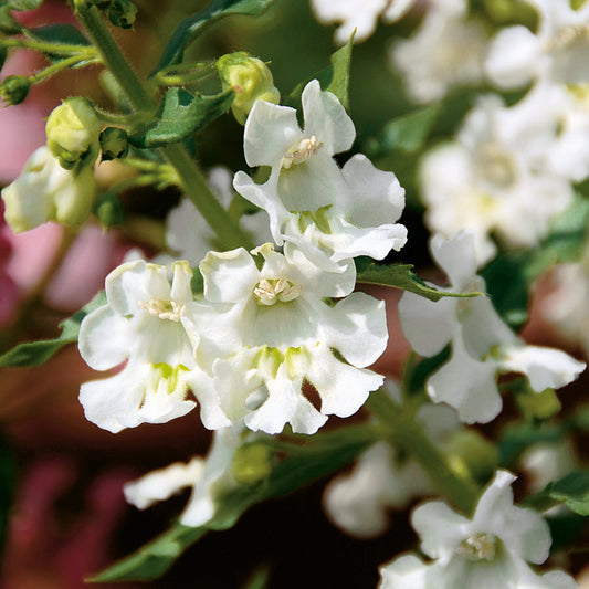 Close-up of Angelface® White Summer Snapdragon (Angelonia) featuring heat-tolerant, ruffled white flowers with yellow-green centers, set against green leaves and stems. The blurred background highlights the delicate blossoms - Photo Courtesy of Proven Winners, Inc.
