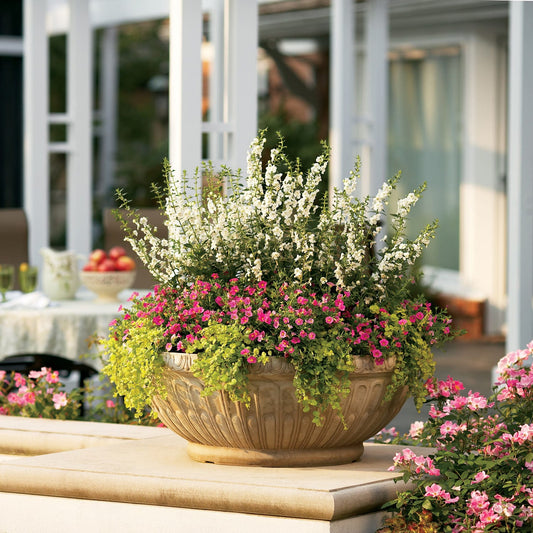 A large decorative planter filled with lush green foliage and Angelface® White Summer Snapdragon (Angelonia) with white flowers sits on a stone ledge outdoors, framed by a table and house in the background - Photo Courtesy of Proven Winners, Inc. Decorative pot not included.