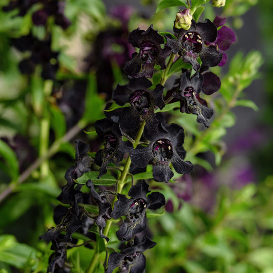 Angelflare™ Black Summer Snapdragon (Angelonia) - Photo Courtesy of Ball Horticulure, Inc.