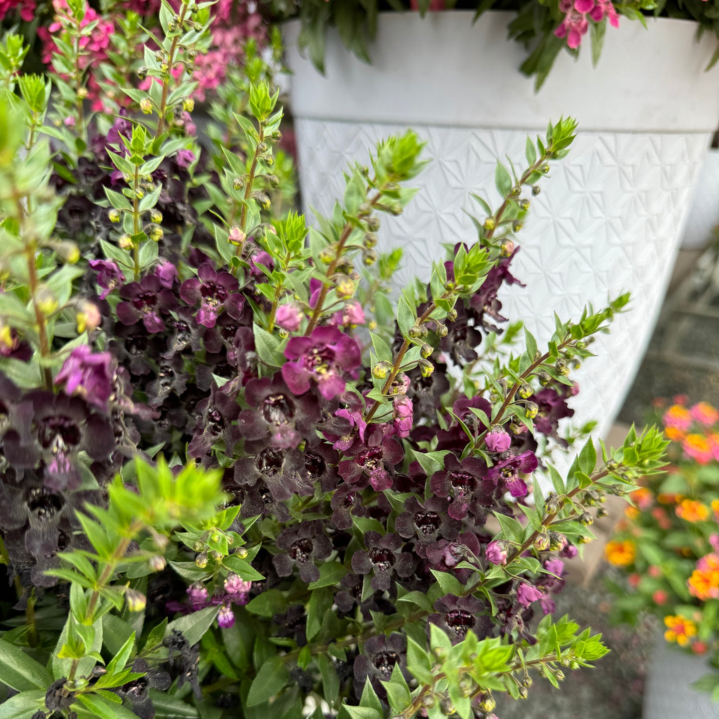 Angelflare™ Black Summer Snapdragon (Angelonia) - Photo Property of Garden Crossings LLC