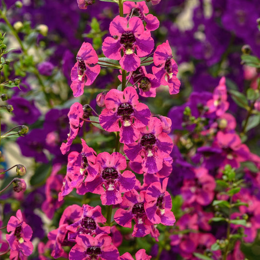 A cluster of Guardian Angel™ Berry Sparkler Summer Snapdragon (Angelonia) displays vibrant pink and purple blooms with dense, rounded petals on tall green stems, set against a blurred backdrop of similar flowers - Photo Courtesy of Ball Horticulture, Inc.