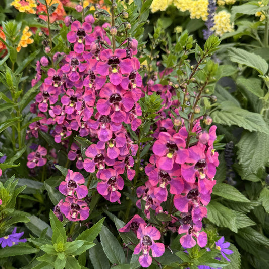 Clusters of vibrant pink-purple flowers with yellow centers bloom among green leaves, surrounded by other heat-loving annuals like Guardian Angel™ Berry Sparkler Summer Snapdragon (Angelonia) in a lively garden - Photo Property of Garden Crossings LLC.