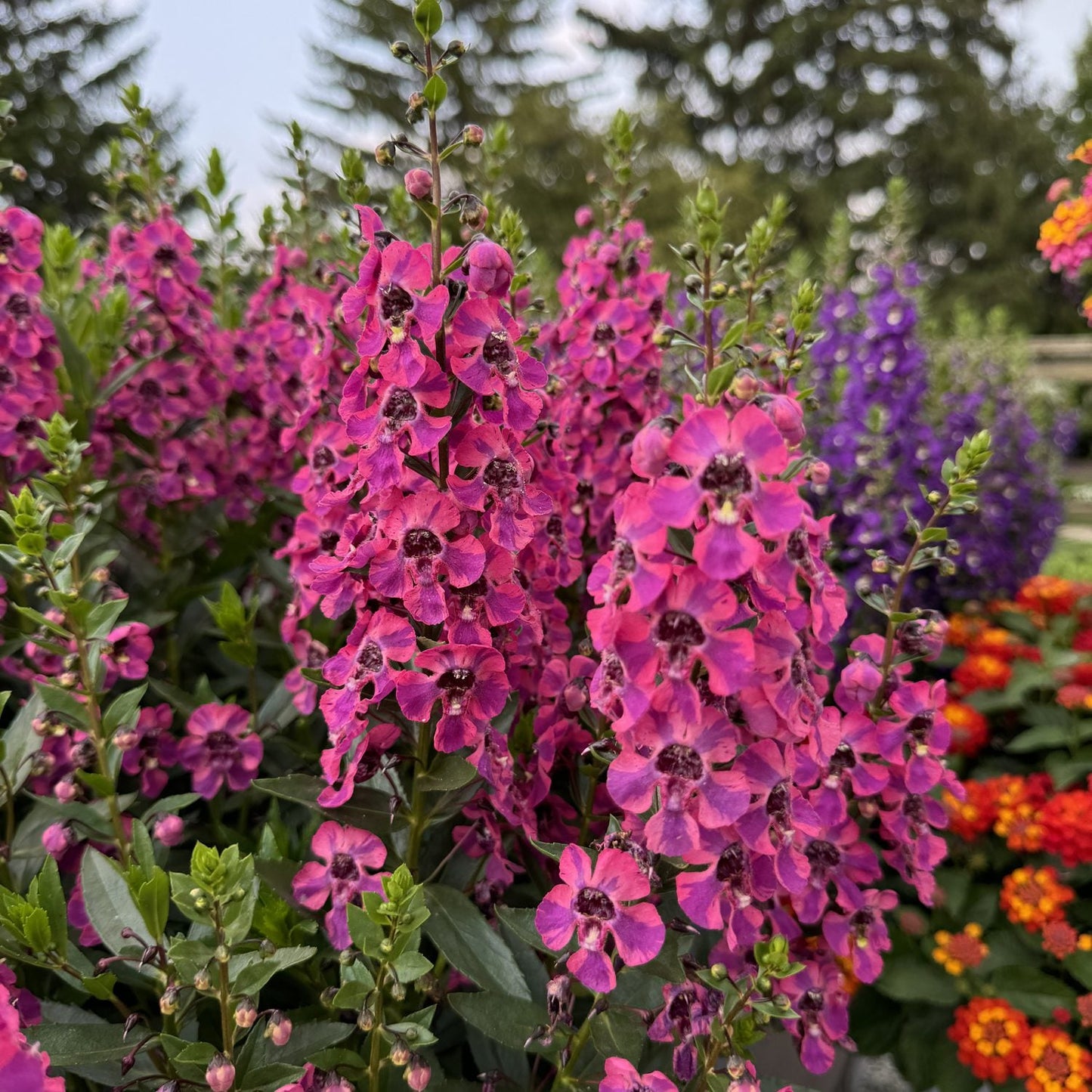 Tall spikes of vibrant pink and purple Guardian Angel™ Berry Sparkler Summer Snapdragon (Angelonia) bloom amid green leaves, with hints of orange and red flowers plus evergreen trees blurred in the garden background - Photo Property of Garden Crossings LLC.