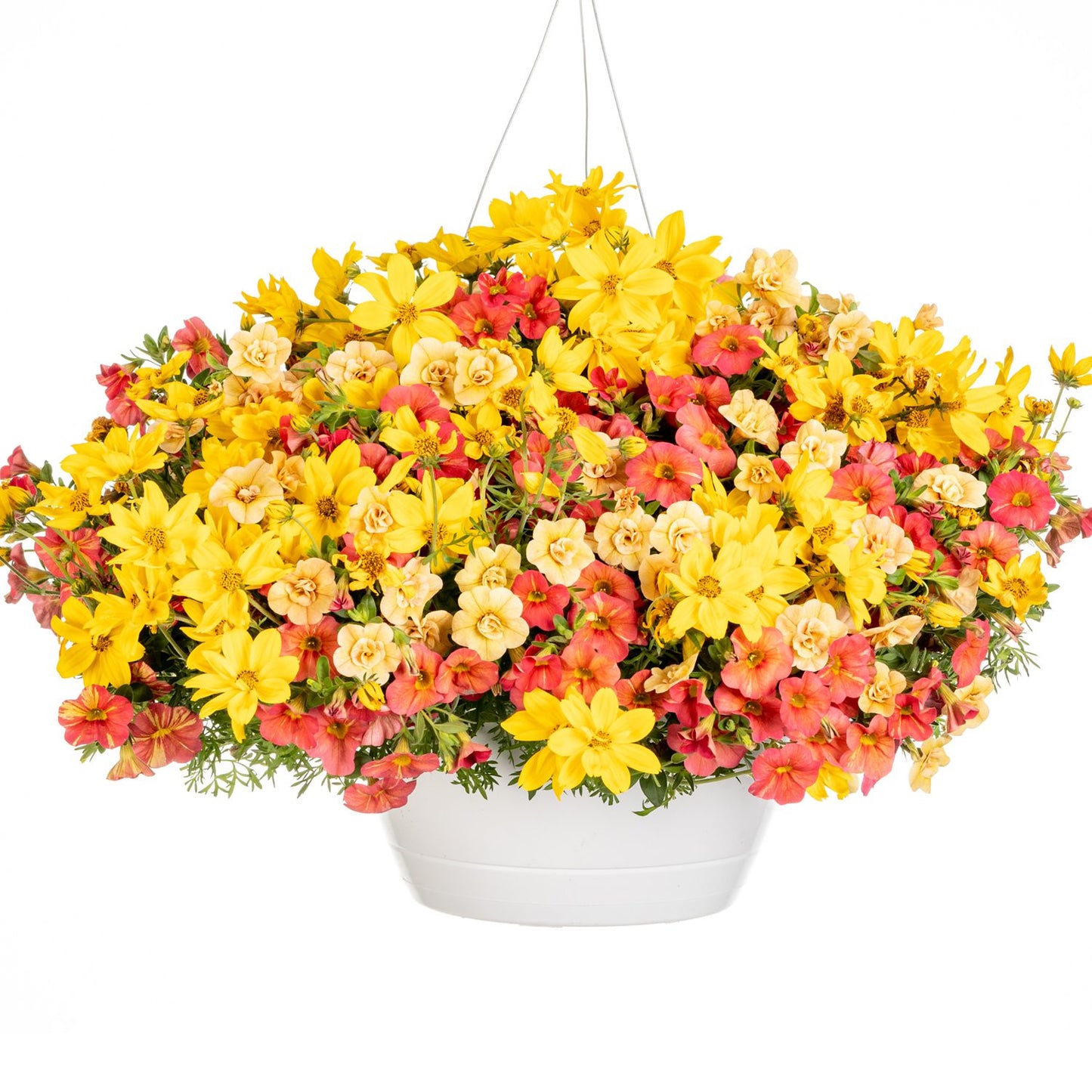 The Amber Waves Annual Combination from Proven Winners features a white hanging pot filled with vibrant yellow and coral-pink flowers, plus lush green foliage, making a stunning display against a crisp white background - Photo Courtesy of Proven Winners, Inc. Decorative pot not included.