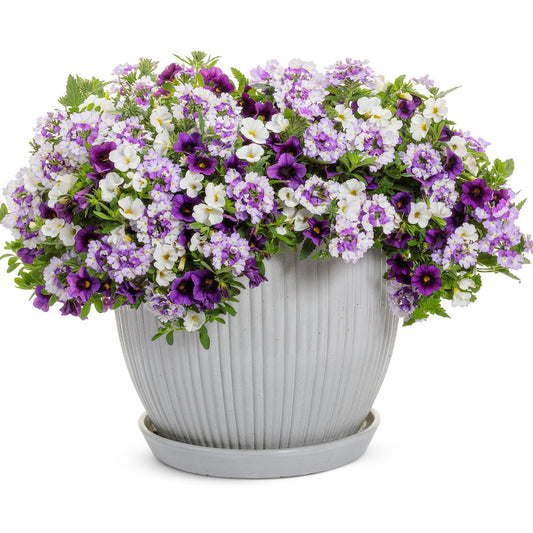 Amethyst Dreams Annual Combination - Photo Courtesy of Proven Winners, Inc.