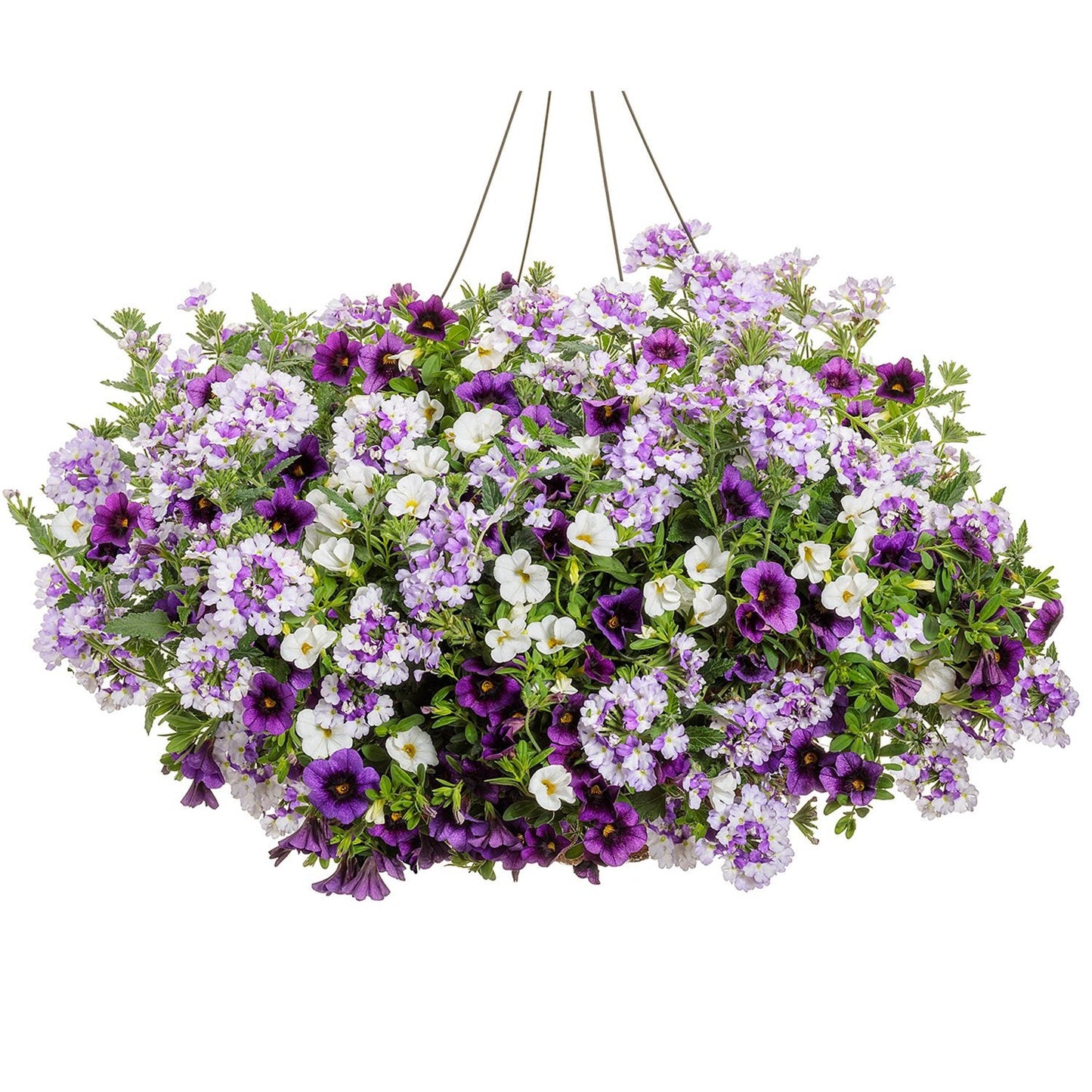 The Amethyst Dreams Annual Combination is a hanging basket brimming with lush green foliage and abundant small purple, white, and lavender flowers - Photo Courtesy of Proven Winners, Inc. Decorative pot not included.