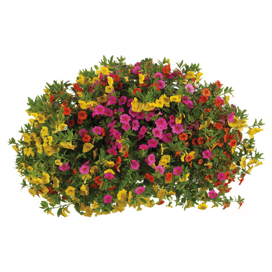 The Candyland Annual Combination features vibrant pink, yellow, orange, and red blossoms with lush green foliage, creating a stunning display for your hanging basket planter - Photo Courtesy of Proven Winners, Inc. Decorative pot not included.