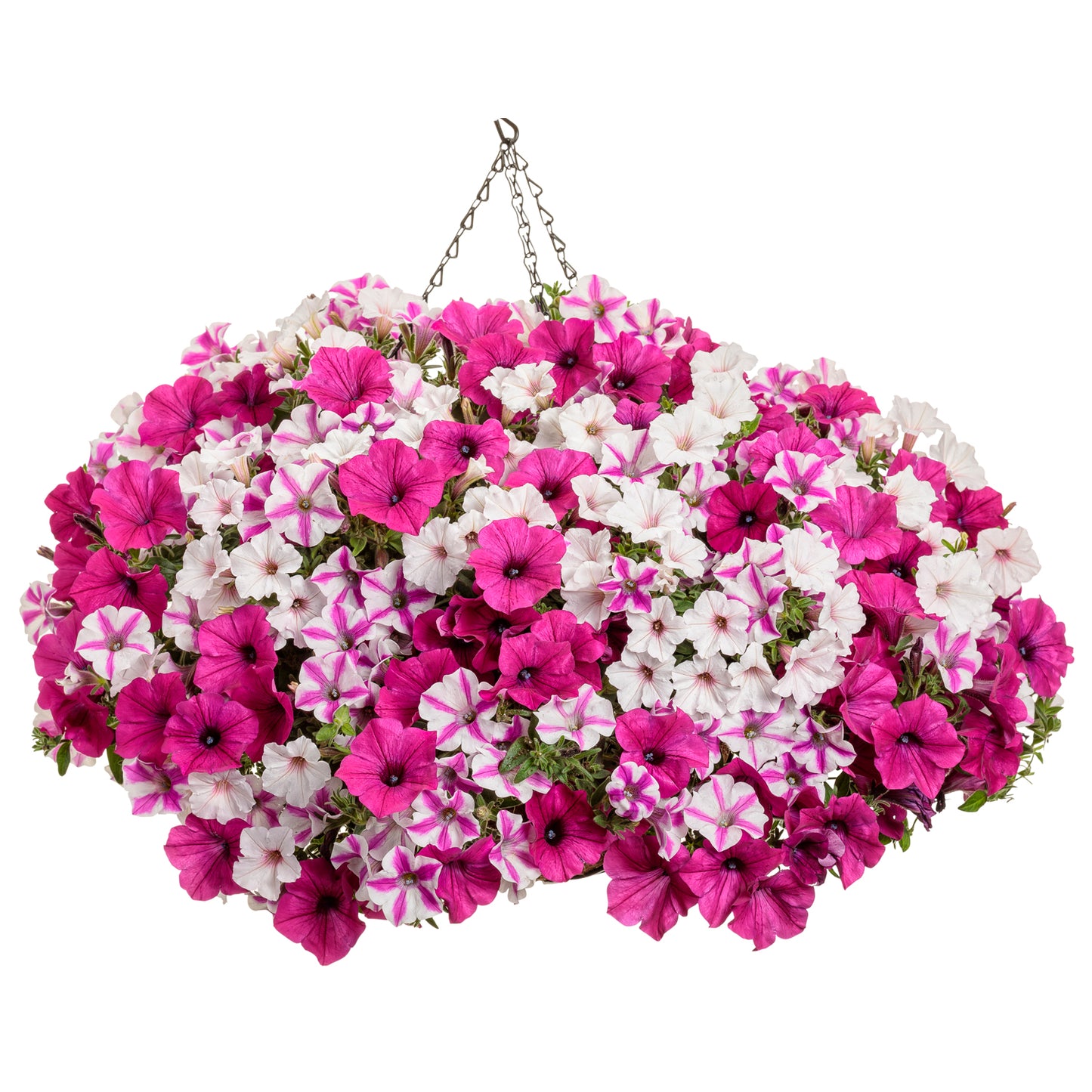 Color Statement Annual Combination - Photo Courtesy of Proven Winners, Inc.