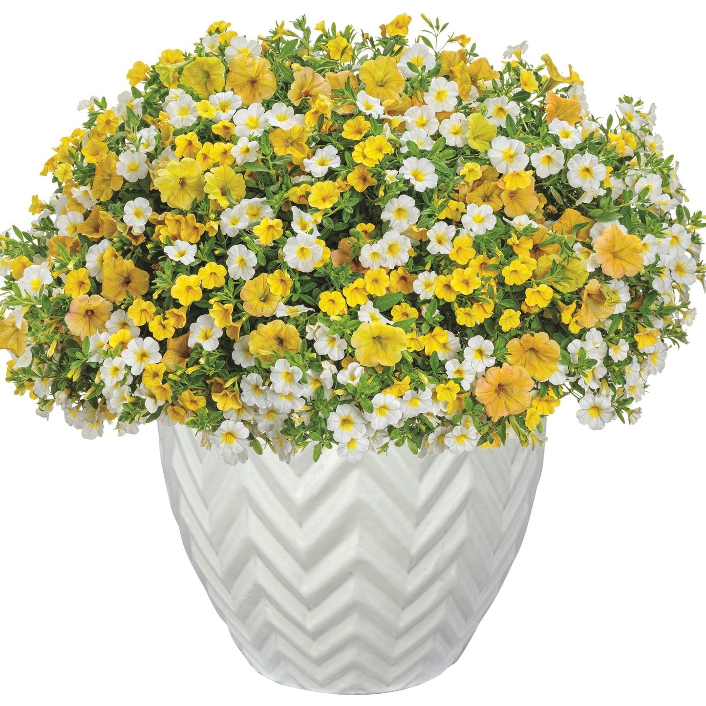 The Crushed Pineapple Annual Combination features a white ceramic chevron pot with lush green foliage and vibrant yellow and white flowers - Photo Courtesy of Proven Winners, Inc. Decorative pot not included.