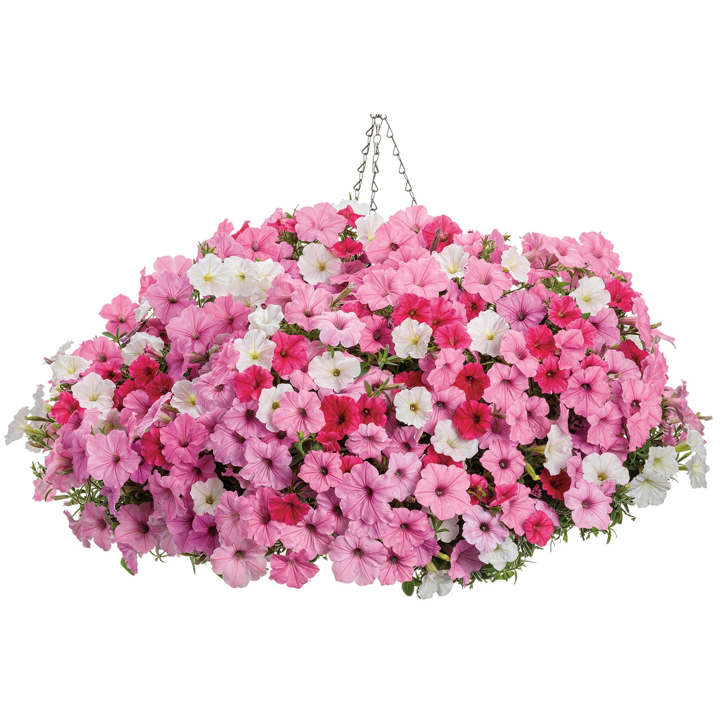 Far and Away Annual Combination - Photo Courtesy of Proven Winners, Inc.