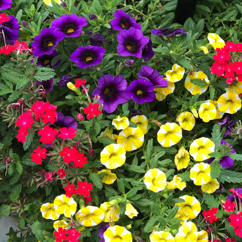 The Fruit Salad Annual Combination features a vibrant mix of Superbells Grape Punch, Superbells Lemon Slice, and Superbena Royale Iced Cherry blooms, all set against lush green foliage - Photo Property of Garden Crossings LLC.