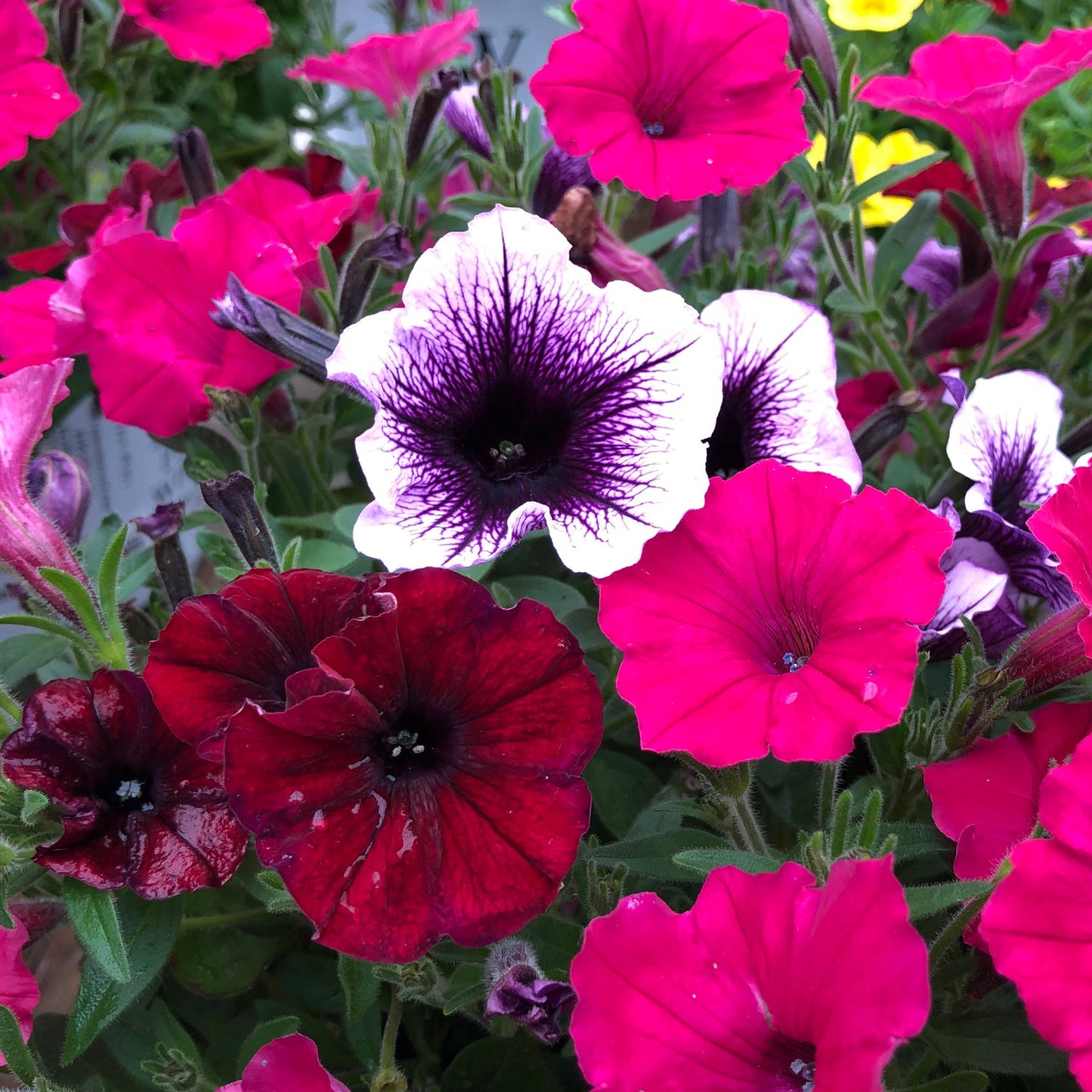 The Grand Traverse Annual Combination features vibrant blooms in deep red, magenta, and white with purple centers amid green foliage - Photo Property of Garden Crossings LLC.