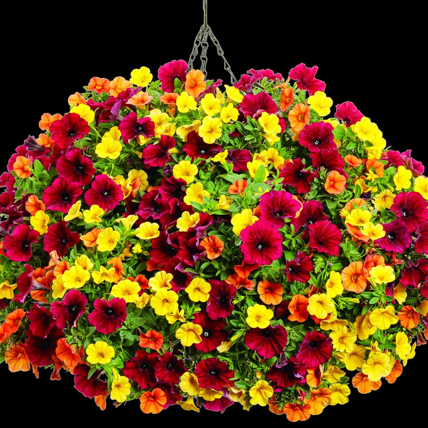 The It's So You Annual Combination features a hanging basket of Superbells Dreamsicle, Supertunia Black Cherry, and lush foliage for a vibrant container garden display against a black background - Photo Courtesy of Proven Winners, Inc. Decorative pot not included.