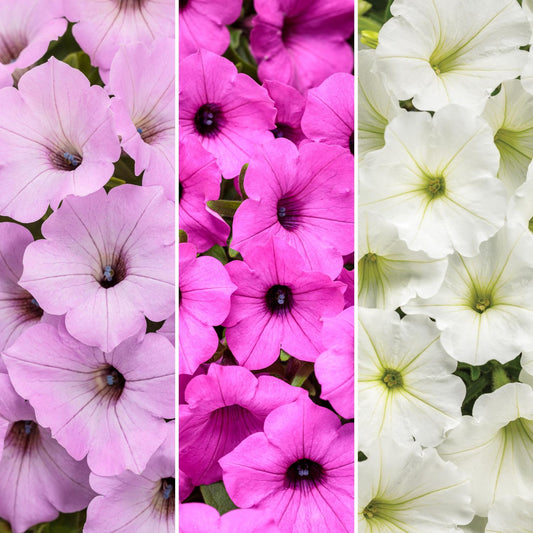 Jazz Club Annual Combination - Photo Courtesy of Proven Winners, Inc.