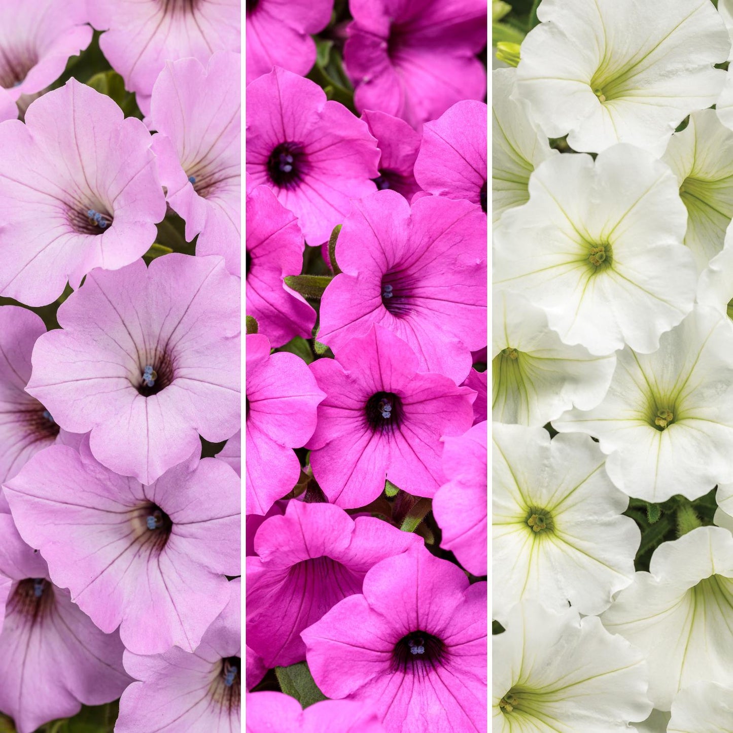 A split image features the Jazz Club Annual Combination: light lavender Supertunia Vista petunias on the left, vibrant pink in the center, and white with pale yellow centers on the right - Photo Courtesy of Proven Winners, Inc.