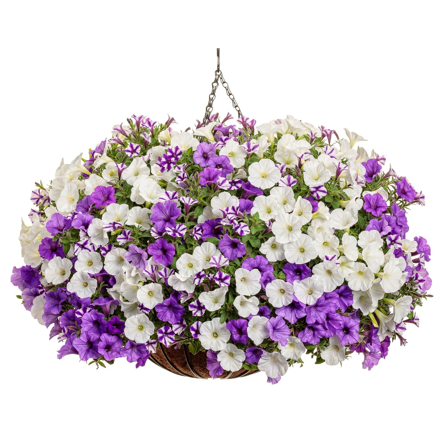 The Misty Seas Annual Combination, featuring a lush mix of white and purple petunias, hangs in a basket suspended by a metal chain against a white background - Photo Courtesy of Proven Winners, Inc. Decorative pot not included.