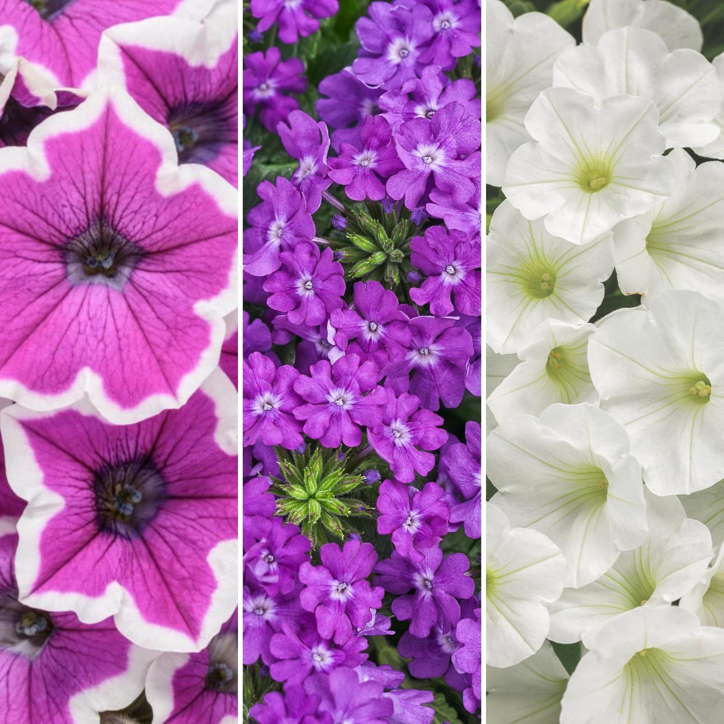 A split image features the Moonlit Lavender Annual Combination: Supertunia Hoopla Vivid Orchid petunias with white edges on the left, Superbena Violet Ice verbena in the center, and white petunias with pale green centers on the right - Photo Courtesy of Proven Winners, Inc.