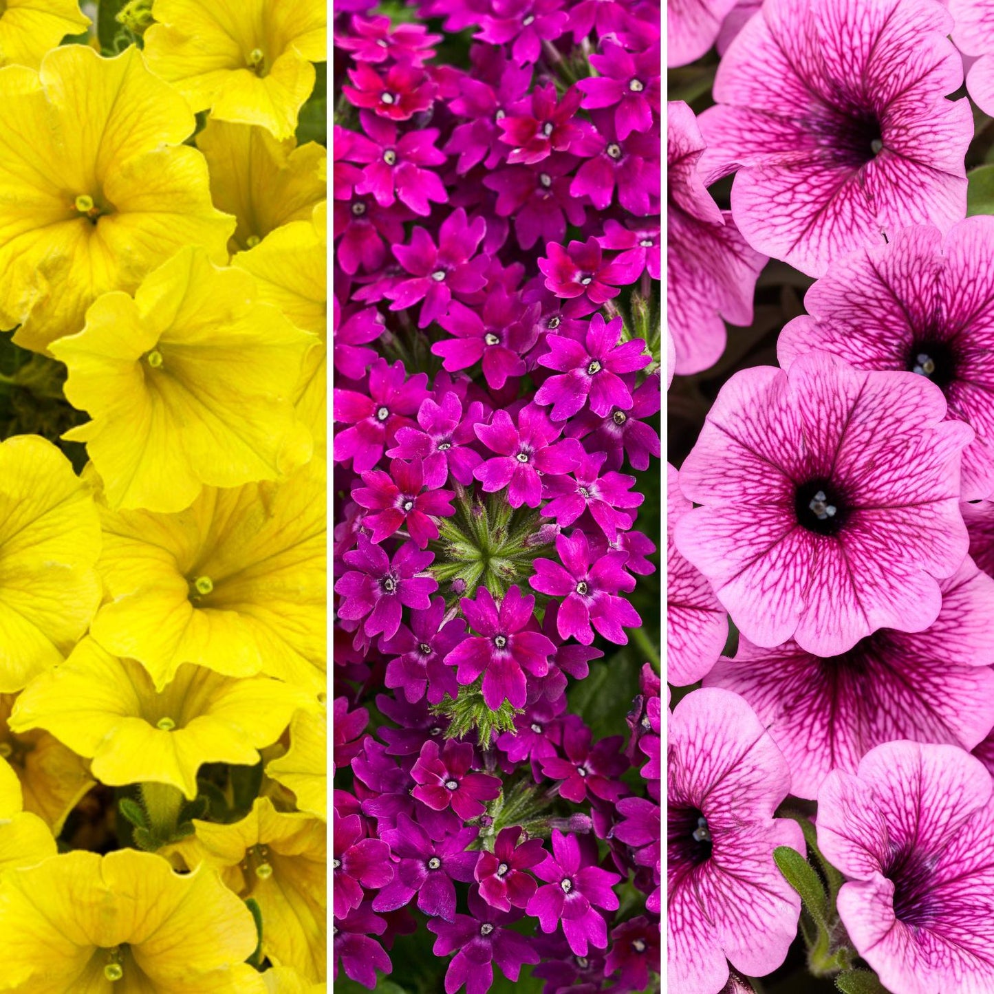 A split image displays the New Orleans II Annual Combination: Supertunia Mini Vista Yellow petunias on the left, Superbena Royale Plum Wine verbena in the center, and pink petunias with dark veins on the right - Photo Courtesy of Proven Winners, Inc.