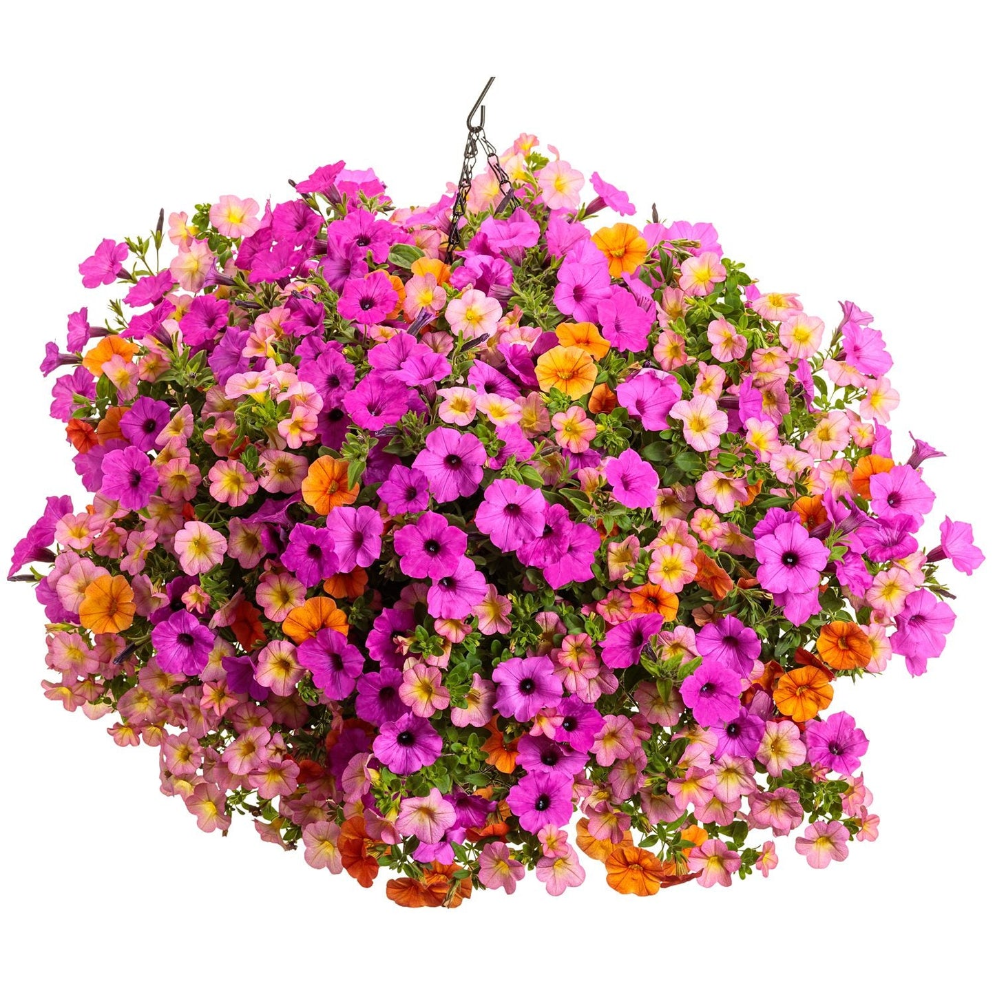 The Nightingale Annual Combination features vibrant Supertunia Vista Jazzberry, Superbells Dreamsicle, and lush foliage for a lively floral displa - Photo Courtesy of Proven Winners, Inc. Decorative pot not included.