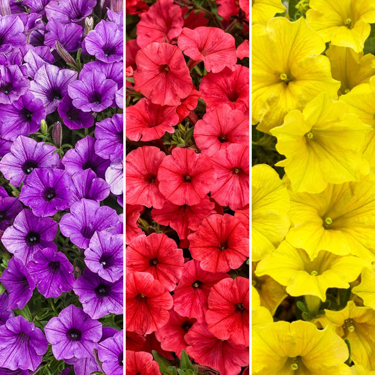 Three panels of Prime Time Annual Combination: vibrant purple blooms on the left, bright red flowers in the middle, and vivid yellow petals on the right - Photo Courtesy of Proven Winners, Inc.