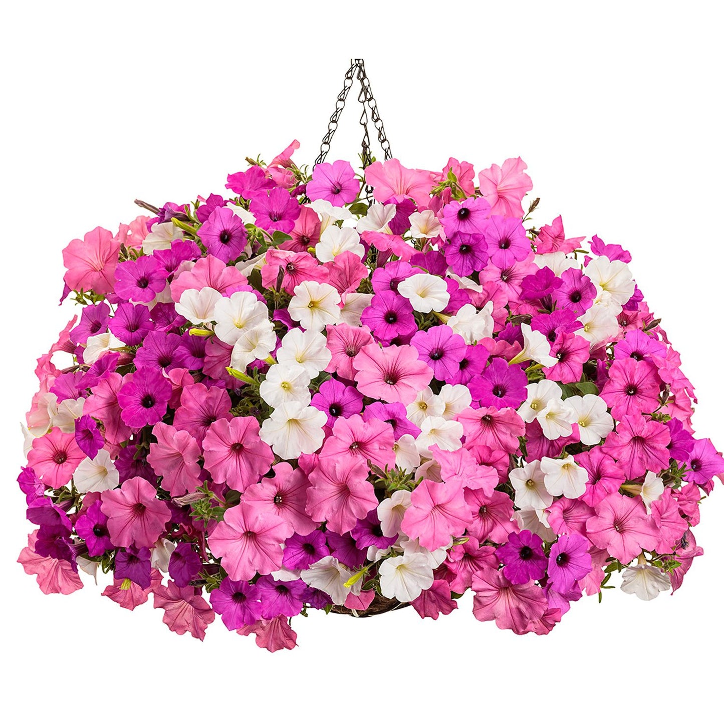 Share the Joy Annual Combination - Photo Courtesy of Proven Winners, Inc.