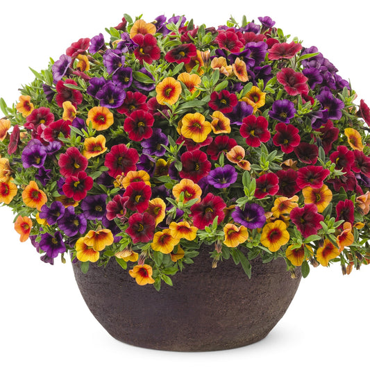 The Summer Punch Annual Combination features a large dark planter filled with vibrant Superbells in red, yellow, orange, and purple blooms, densely packed with green foliage against a white background - Photo Courtesy of Proven Winners, Inc. Decorative pot not included.