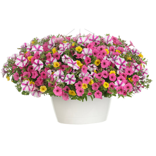 The Sunglasses Annual Combination features a white pot brimming with Supertunia Mini Vista Hot Pink, Superbells Yellow, and striped petunias, plus lush green foliage - Photo Courtesy of Proven Winners, Inc. Decorative pot not included.