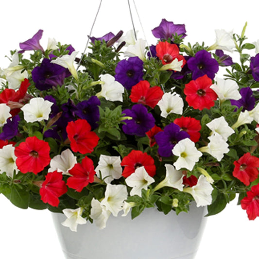 Main Street USA Annual Combination - Photo Courtesy of Proven Winners, Inc.