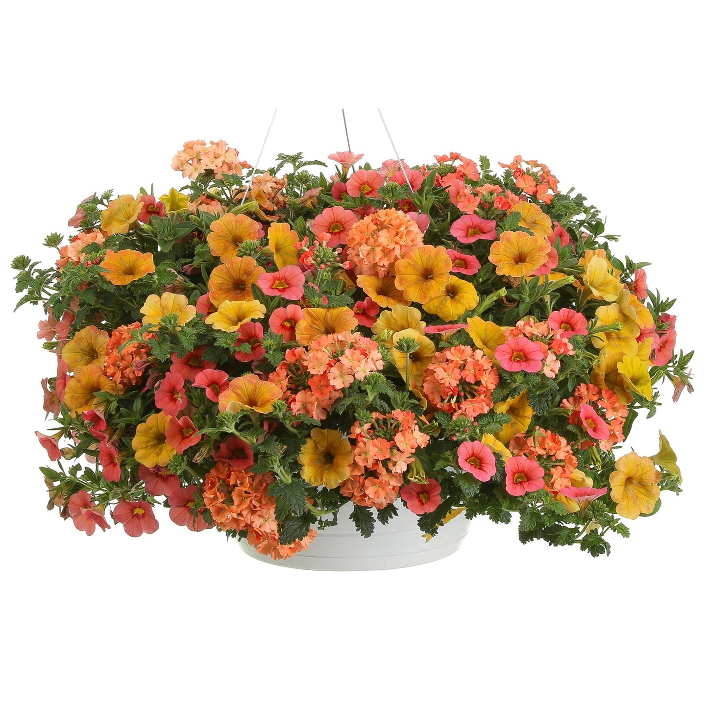 The Beach Sunset Annual Combination features a white hanging basket from Proven Winners, overflowing with lush orange, pink, and yellow petunias and verbena amid vibrant green foliage - Photo Courtesy of Proven Winners, Inc. Decorative pot not included.