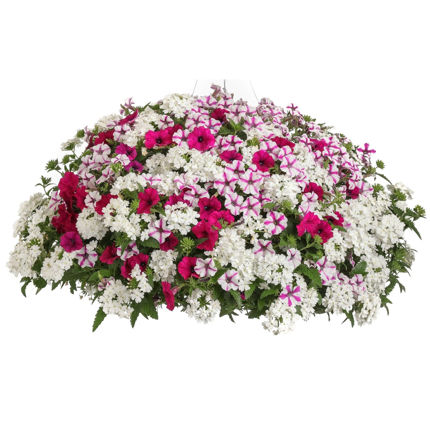 The Blind Love Annual Combination features a large, dome-shaped hanging basket brimming with vibrant white, pink, and magenta blooms and lush green foliage - Photo Courtesy of Proven Winners, Inc. Decorative pot not included.