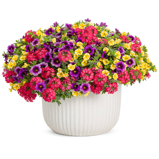 Fruit Salad Annual Combination -