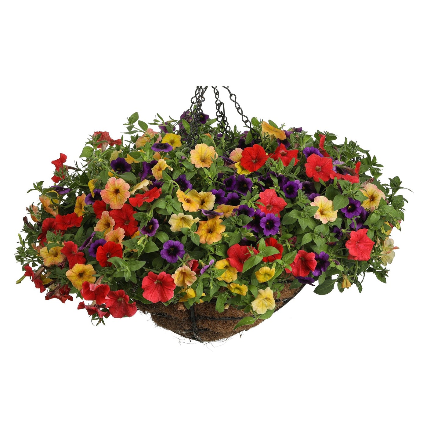 The Beach Blanket Bingo Annual Combination is a hanging basket with blooming petunias in red, yellow, purple, orange, green foliage, and a black metal chain - Photo Courtesy of Proven Winners, Inc. Decorative pot not included.