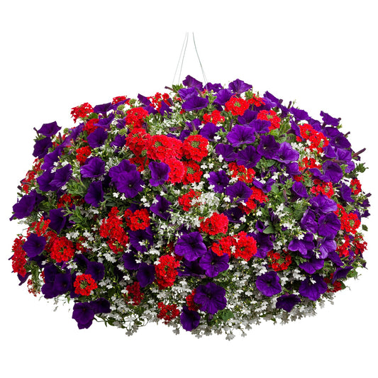 The Fireworks Annual Combo Kit features a lush hanging basket with vibrant purple Supertunia Royal Velvet, red Scarlet Star Verbena, and white blooms, all densely arranged with green foliage for a stunning display - Photo Courtesy of Proven Winners. Container not included.