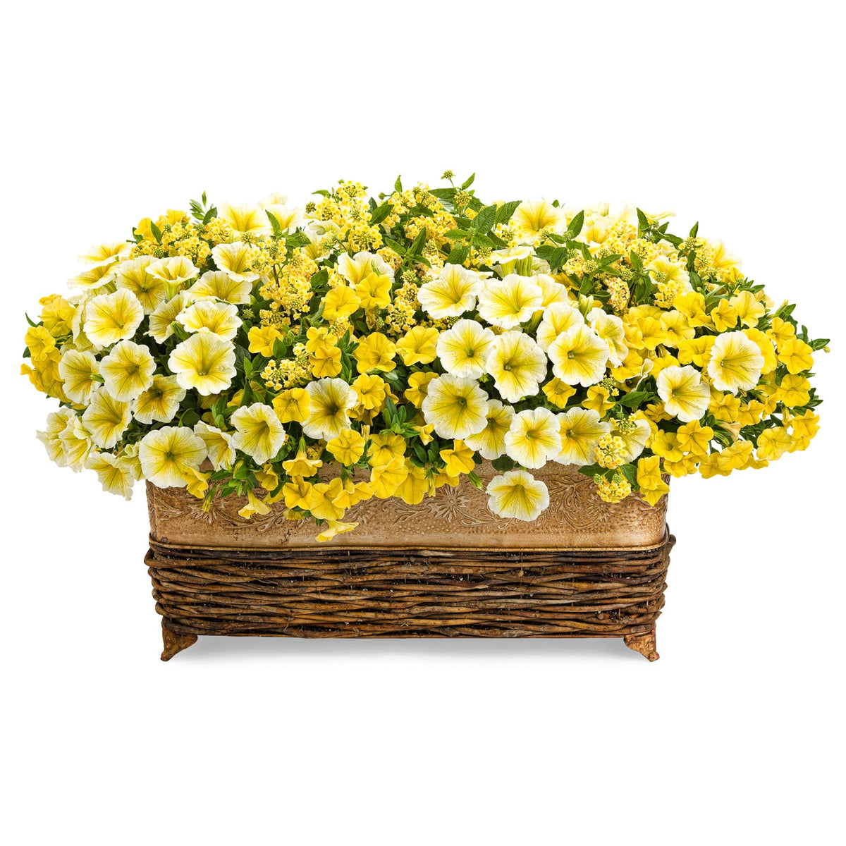 The Lemonade Stand Annual Combo Kit features a rectangular wicker basket overflowing with vibrant yellow and white Supertunia Saffron Finch, Superbells Yellow, and yellow Luscious Citron flowers - Photo Courtesy of Proven Winners. Container not included.
