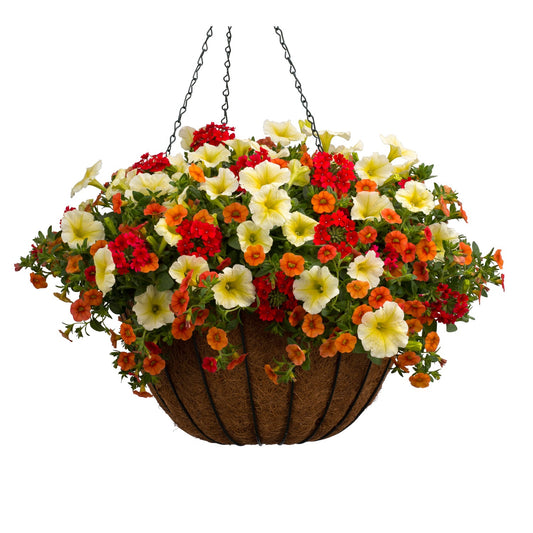 The Patrick’s Punch Annual Combo Kit is a hanging basket with yellow, orange, and red petunias and other blooms. It features a coir liner and hangs by three metal chains against a white background - Photo Courtesy of Proven Winners. Container not included.