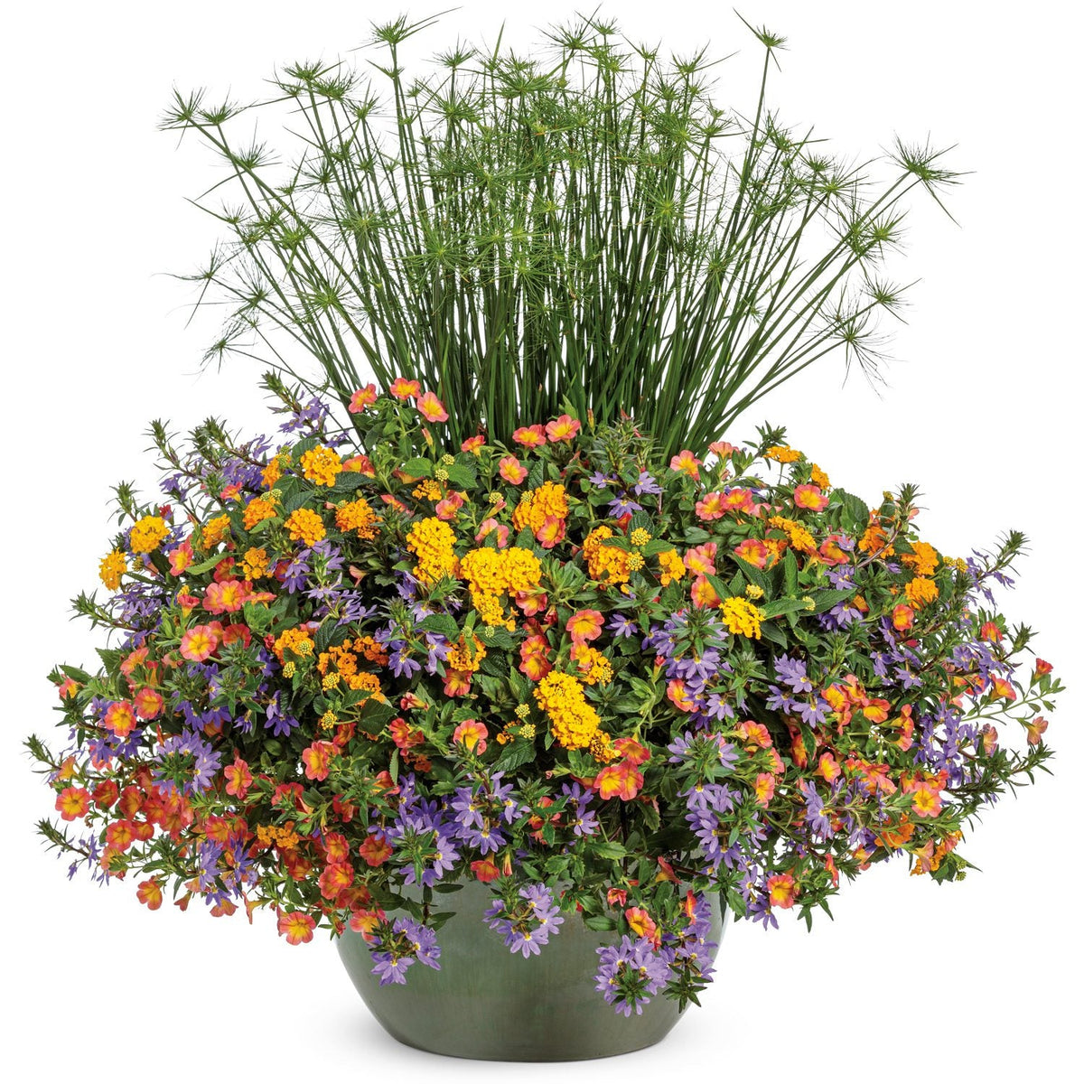 The Sunshine State Annual Combo Kit features tall, spiky papyrus stems and a dense mix of orange, yellow, and purple annual flowers planted in a colorful planter for a vibrant, eye-catching display - Photo Courtesy of Proven Winners. Container not included.