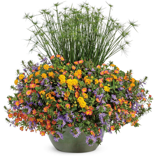 The Sunshine State Annual Combo Kit features tall, spiky papyrus stems and a dense mix of orange, yellow, and purple annual flowers planted in a colorful planter for a vibrant, eye-catching display - Photo Courtesy of Proven Winners. Container not included.