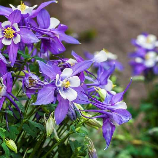 Kirigami™ Deep Blue & White Columbine (Aquilegia) features vibrant perennial flowers with yellow centers blooming among green foliage, set against a softly blurred brown background - Photo Courtesy of Ball Horticulture, Inc.