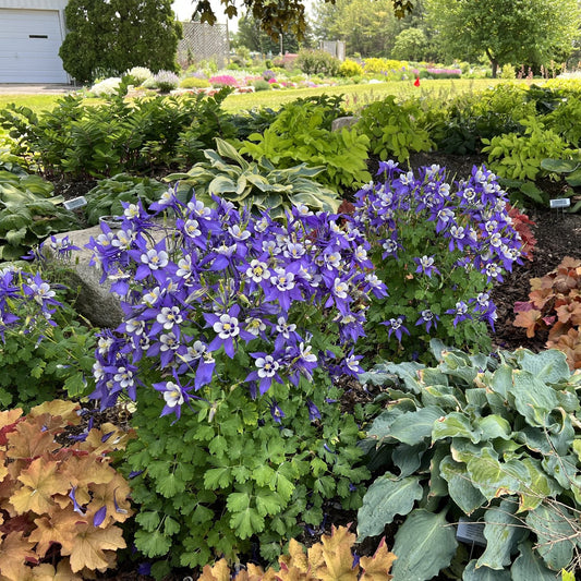 Kirigami™ Deep Blue & White Columbine (Aquilegia) bloom with inner white petals and outer blue petals in a vibrant garden bed amid lush green and reddish foliage, with additional colorful flowers and trees providing a lively background - Photo Property of Garden Crossings LLC.