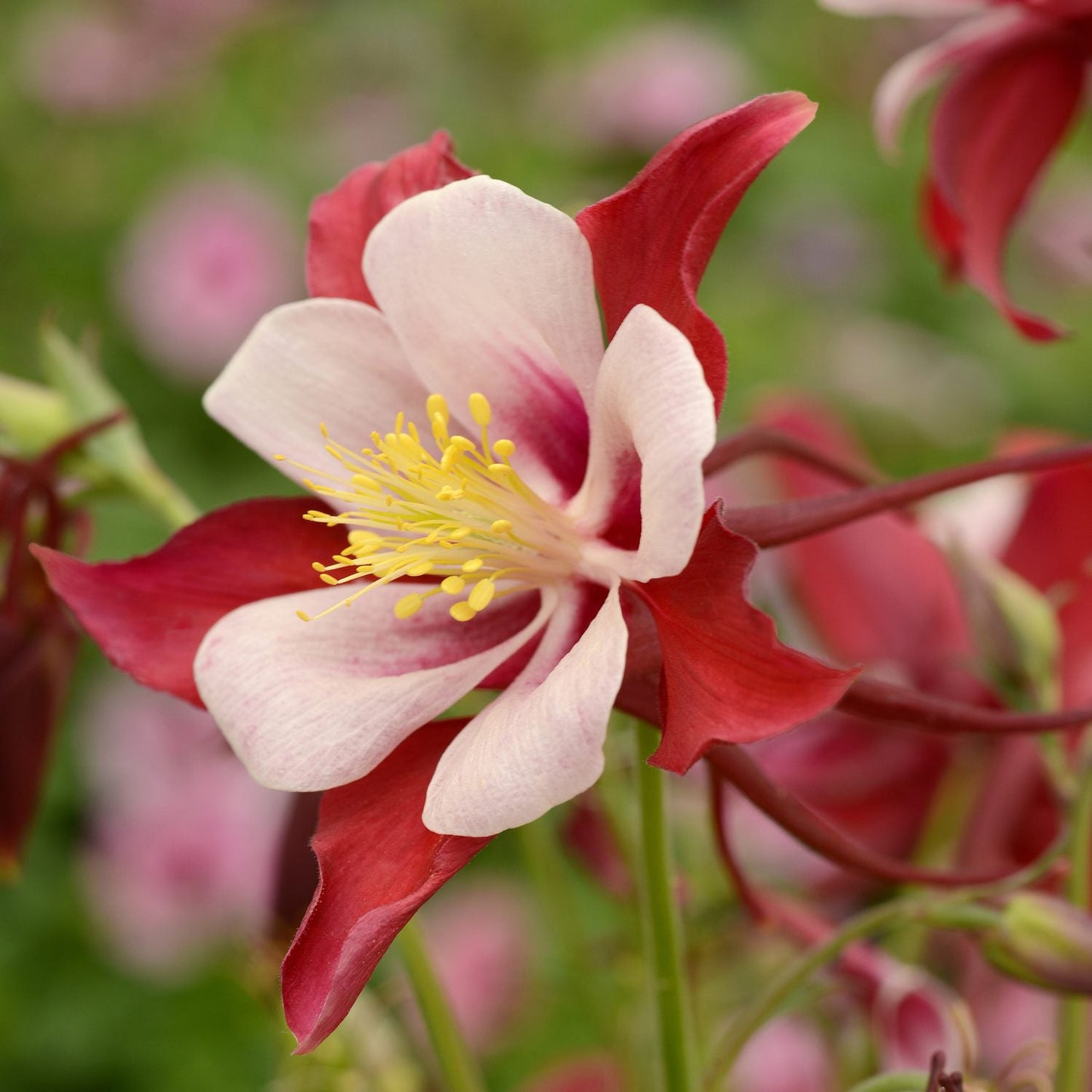 A close-up of a Kirigami™ Red & White Columbine (Aquilegia) flower with yellow stamens, inner white petals and outer red petals, set against a soft-focus green and pink background - Photo Courtesy of Ball Horticulture, Inc.