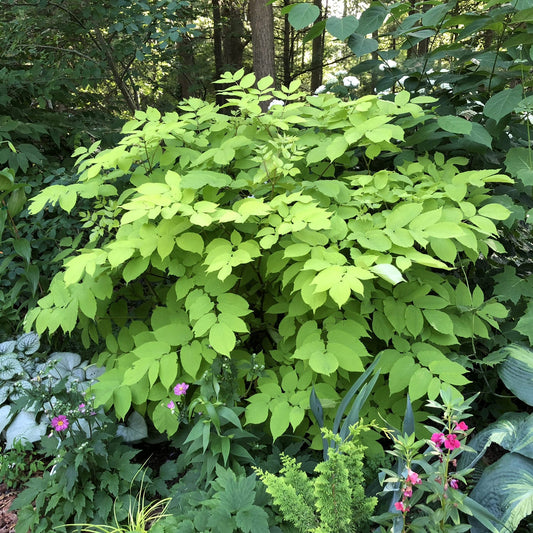 Sun King' Golden Japanese Spikenard (Aralia) - Photo Property of Garden Crossings LLC