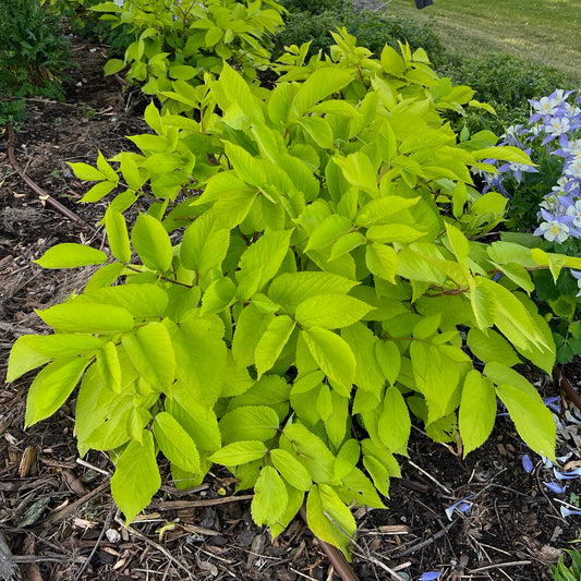 Sun King' Golden Japanese Spikenard (Aralia) - Photo Property of Garden Crossings LLC
