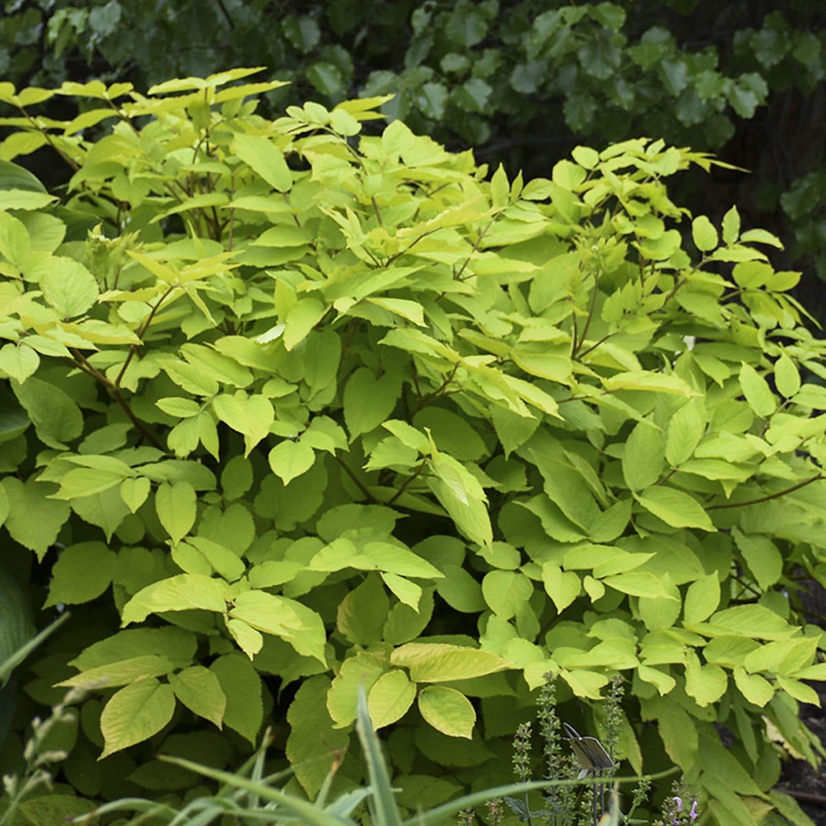 Sun King' Golden Japanese Spikenard (Aralia) - Photo Courtesy of Walters Gardens, Inc.