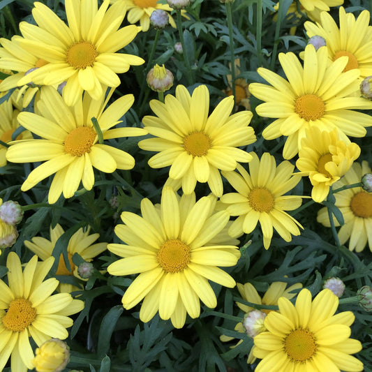 A cluster of bright yellow Golden Butterfly® Marguerite Daisy (Argyranthemum) blooms with round centers, long petals, green leaves, and a few closed buds - Photo Property of Garden Crossings LLC.