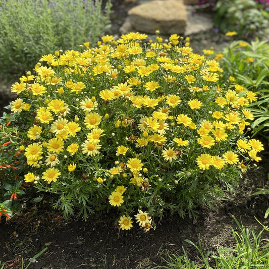 A lush bush of Golden Butterfly® Marguerite Daisy (Argyranthemum) features many bright yellow, daisy-like flowers amid green foliage and garden soil, with other plants in the background - Photo Property of Garden Crossings LLC.
